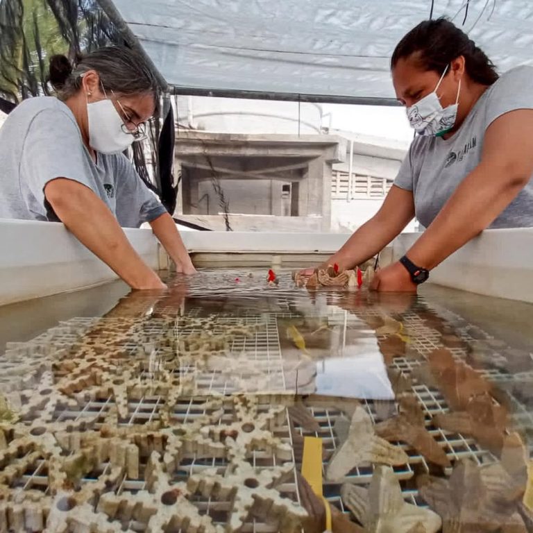 “Matronas del coral”: científicas mexicanas logran arrecifes más resistentes en laboratorio