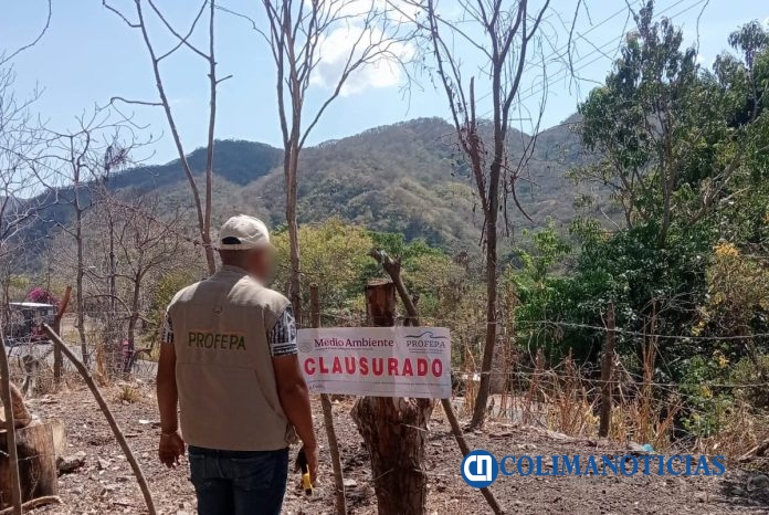 Clausura Profepa dos predios forestales en Minatitlán; detectaron remoción de vegetación