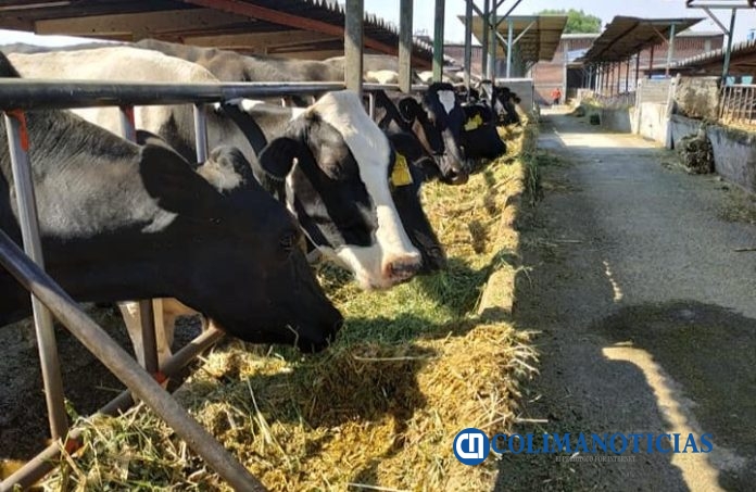 Desarrolla UdeC proyecto científico para mejorar calidad de la leche