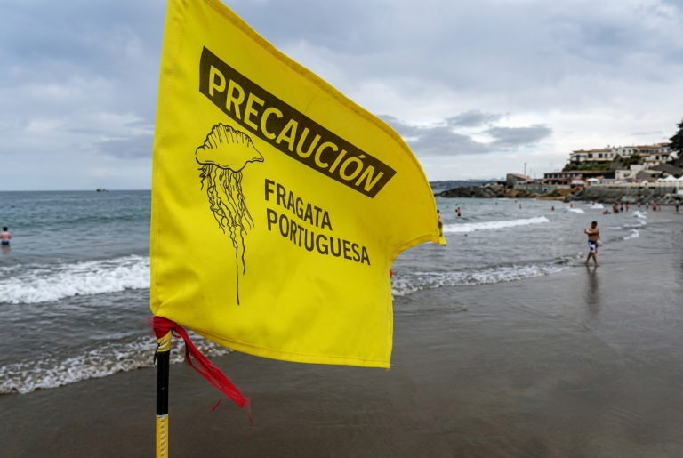 Emiten alerta en playas de Colima por la presencia de la Fragata Portuguesa
