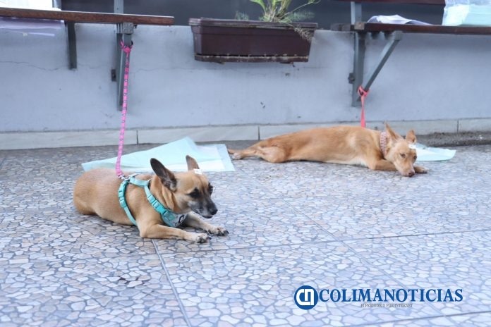 Esterilización