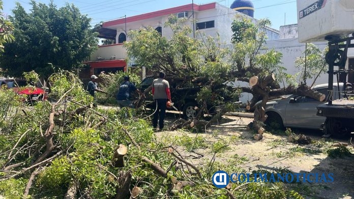 Gobierno de Riult Rivera atiende de manera inmediata caída de árbol en Jardines de la Corregidora