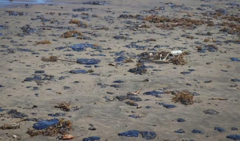 Golfo de México afectado por derrame de hidrocarburo: 35 mdp en apoyos a pescadores y 128 toneladas de residuos retiradas