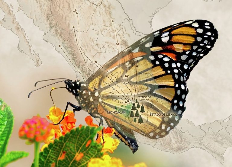 México arranca programa de rastreo para comprender la migración de la mariposa monarca