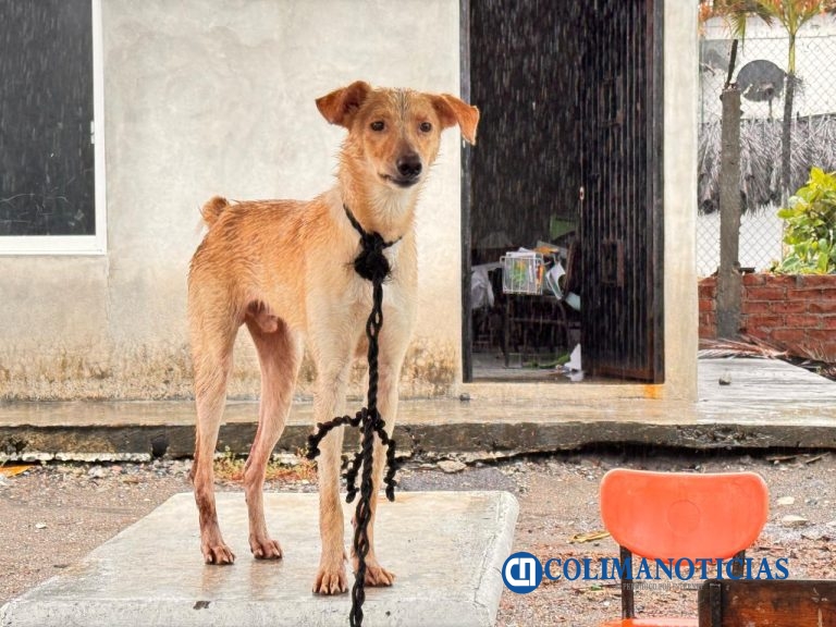 Buscarán rescatar perros callejeros de Armería y trasladarlos a refugio en Comala