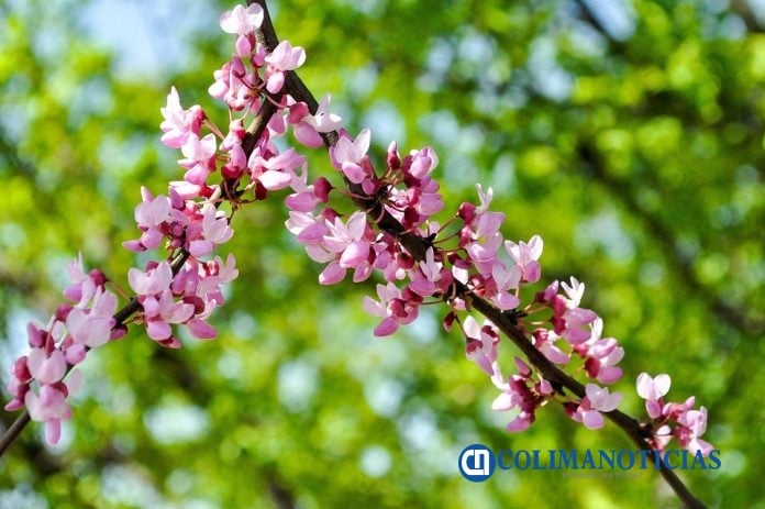 Primavera