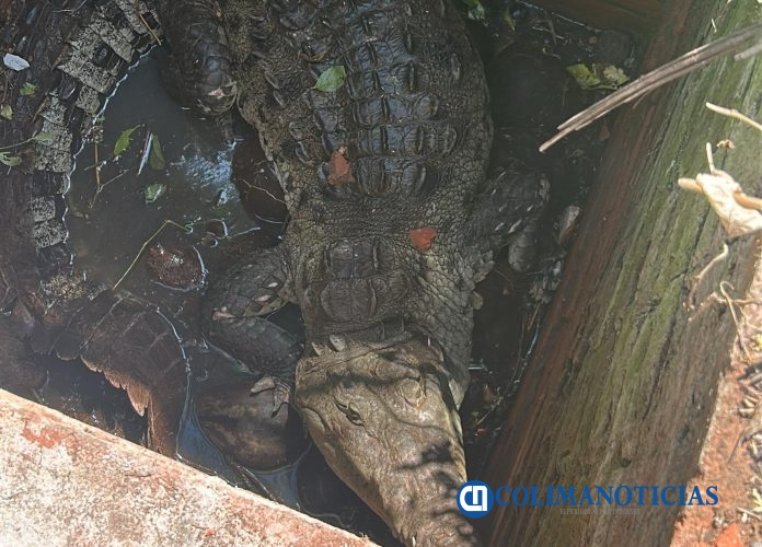 Protección Civil de Armería rescata y libera cocodrilo en zona fangosa de Cuyutlán (3)