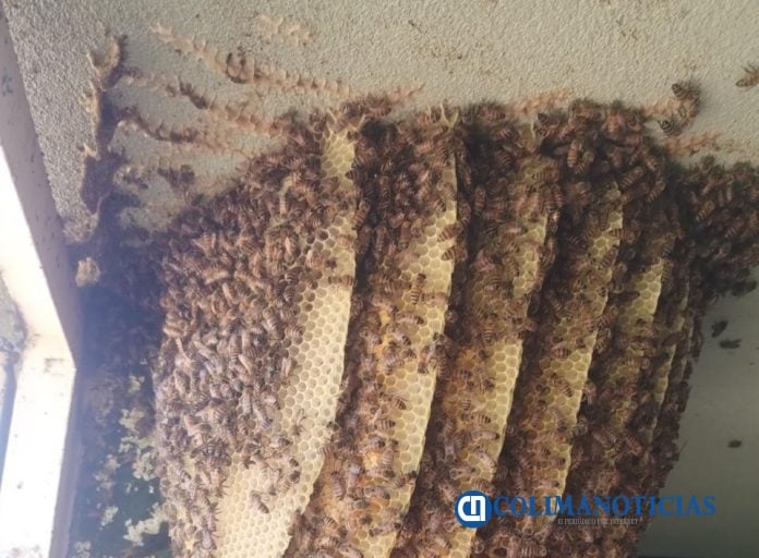 Alertan riesgo de mezclar abejas sueltas con colmenas controladas