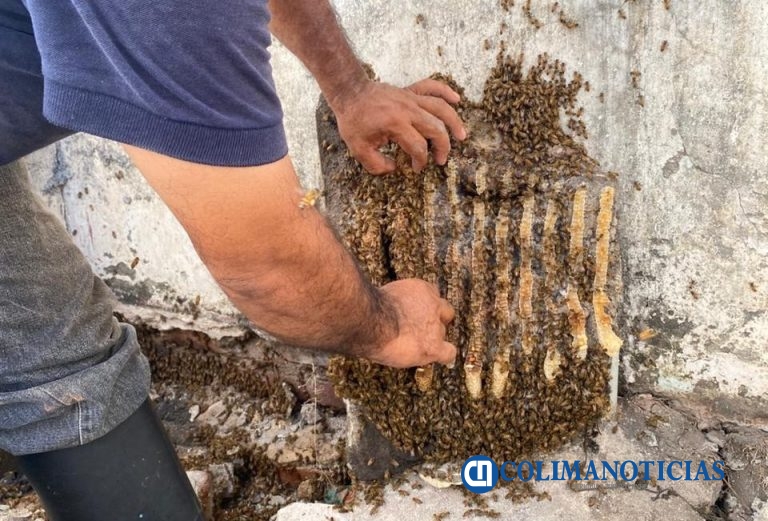 Recomiendan evitar perfumes y movimientos bruscos ante presencia de abejas