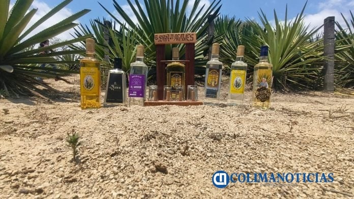Aumenta el cultivo de agaves en el ejido La Rosa de Manzanillo