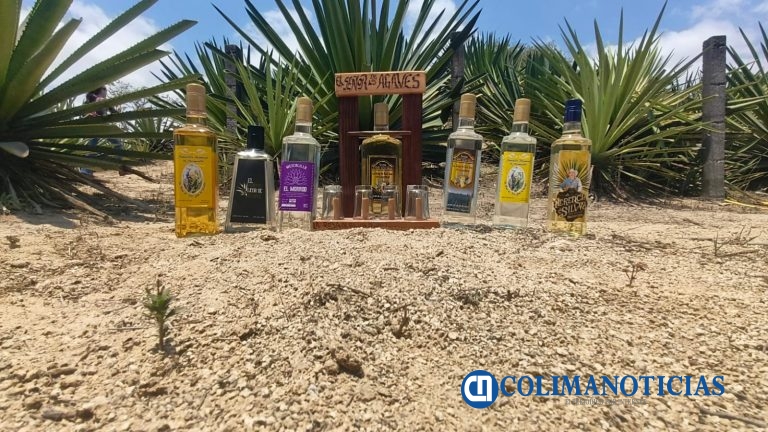 Aumenta el cultivo de agaves en el ejido La Rosa de Manzanillo