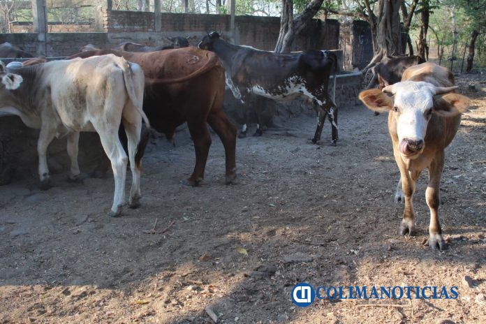 Gusano Barrenador del Ganado (2)