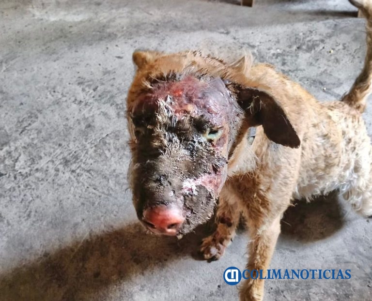 Milagros”, la perrita que sobrevivió al incendio en la Bayardo, lucha por recuperarse; familia pide apoyo