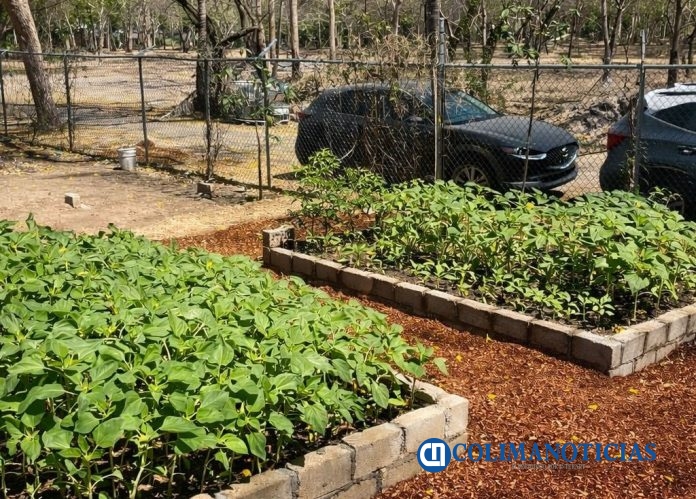 Vivero Municipal de Colima