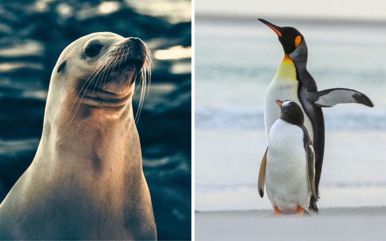 Alerta en la Antártida: el pingüino emperador y el lobo marino ya están en peligro de extinción
