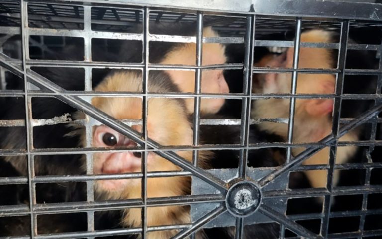 Autoridades reportan el rescate de 10 monos capuchinos transportados ilegalmente en Tabasco