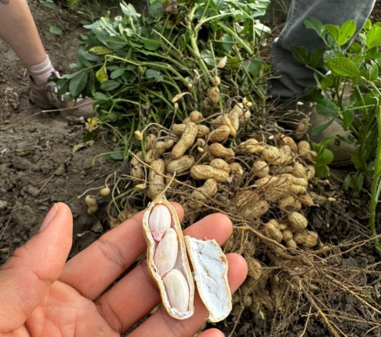 Sobreproducción de cacahuate preocupa a productores de Ixtlahuacán