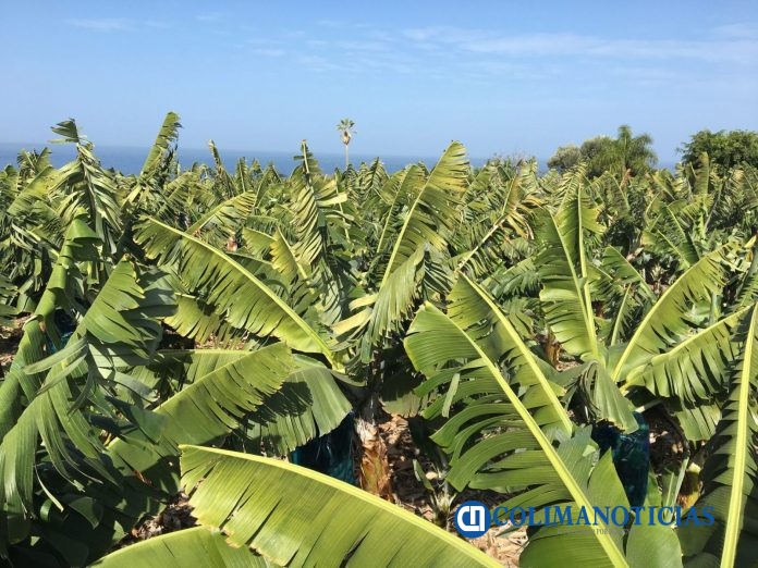 Productores de plátano