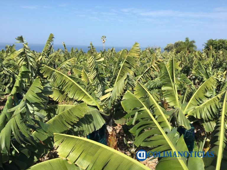Productores de plátano ajustan operaciones ante desplome de precios