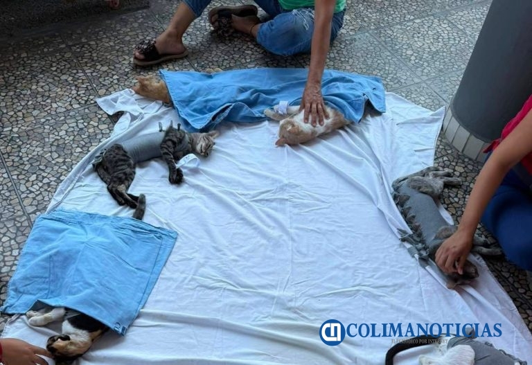 Impulsan en Tecomán campaña gratuita de esterilización para perros y gatos en situación de calle