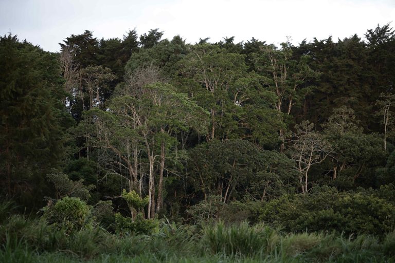 Entre 2015 y 2025, el mundo perdió 41 millones de hectáreas de superficie forestal
