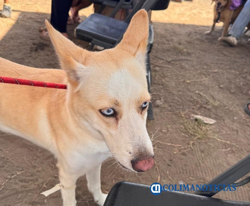 Campaña de Esterilización en Tecomán