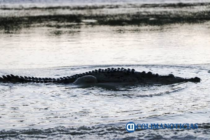 Cocodrilos -Laguna de Cuyutlán