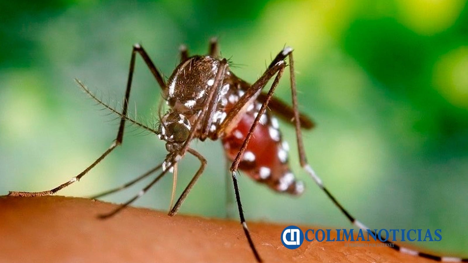 Colima se mantiene libre de dengue, reporta Salud Federal