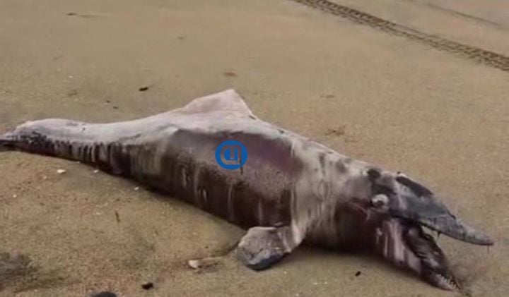 Delfín muerto