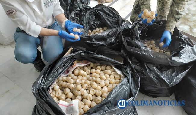 Detienen a persona que transportaba 11,175 huevos de tortuga marina, en Colima