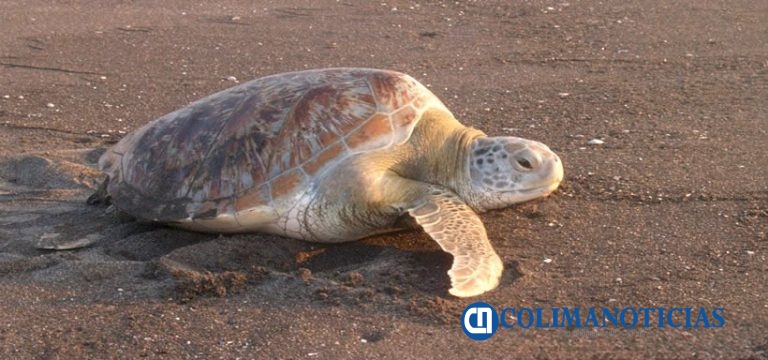 Con educación y conservación, El Tortugario celebra el mes del medio ambiente