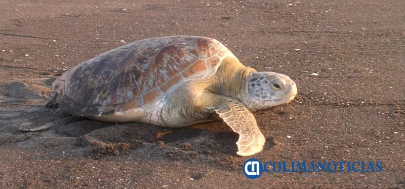 El Tortugario