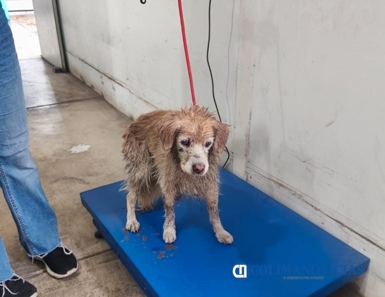 Rescata Unidad Municipal de Protección Civil, perrito que era arrastrado por la corriente del río