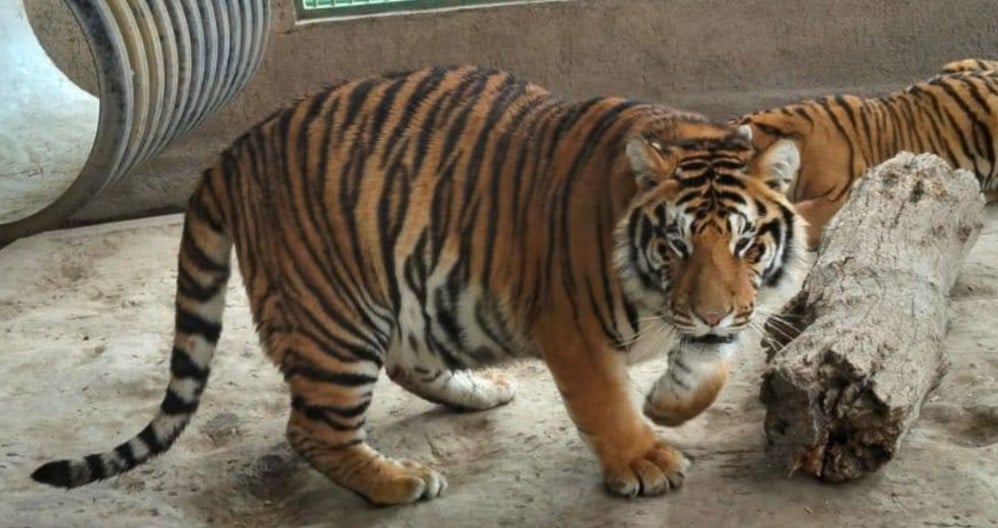 Tigre de bengala
