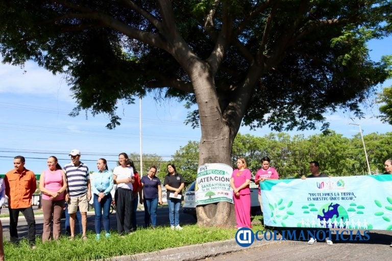 ‎Inician VdeA e IMADES mantenimiento de Parotas para sanearlas de plagas
