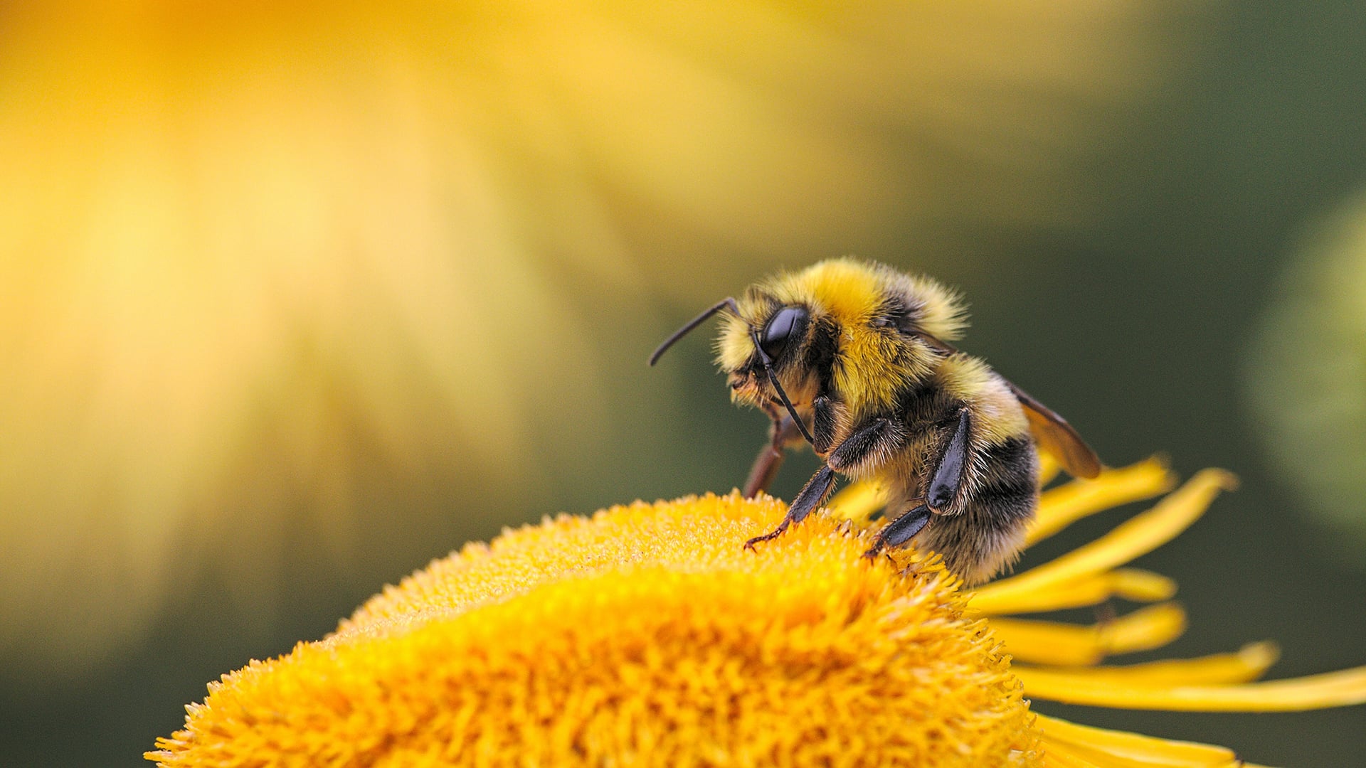 abeja