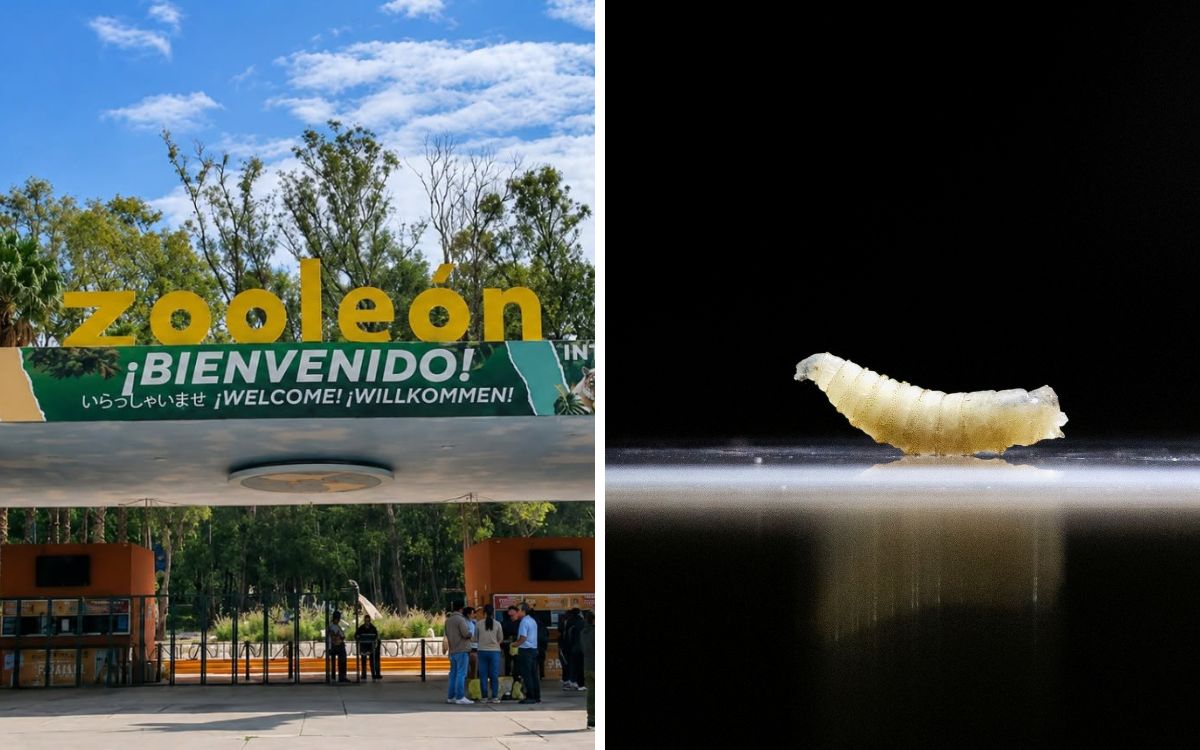gusano-barrenador-confirman-primer-caso