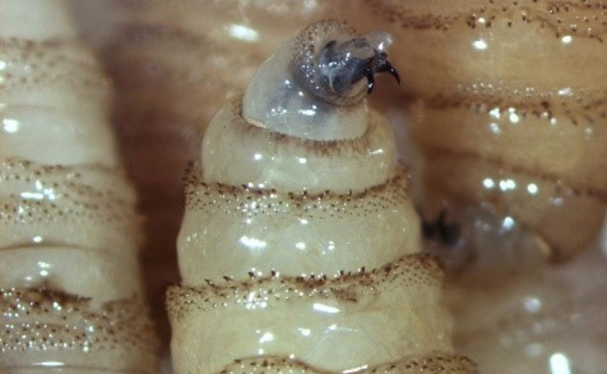 larva gusano barrenador