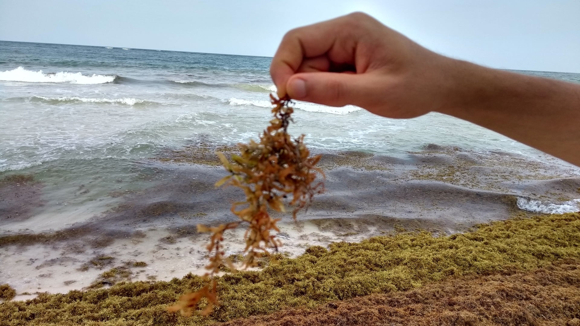 planta-de-sargazo