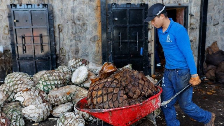 El agave en crisis: sobreoferta y bajos precios obligan al abandono de cultivos