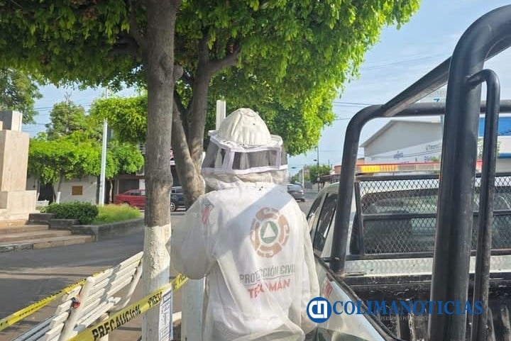 Exhortan a la población a no retirar panales de abejas por el peligro que representan
