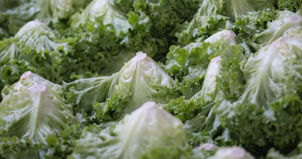 Lechuga