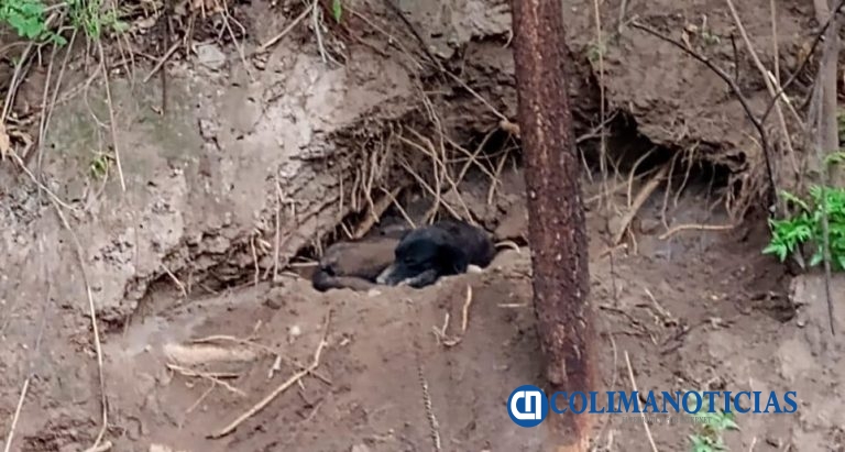 Presentan denuncia por presunto maltrato animal en Armería; perro lleva más de un año encadenado, denuncian activistas