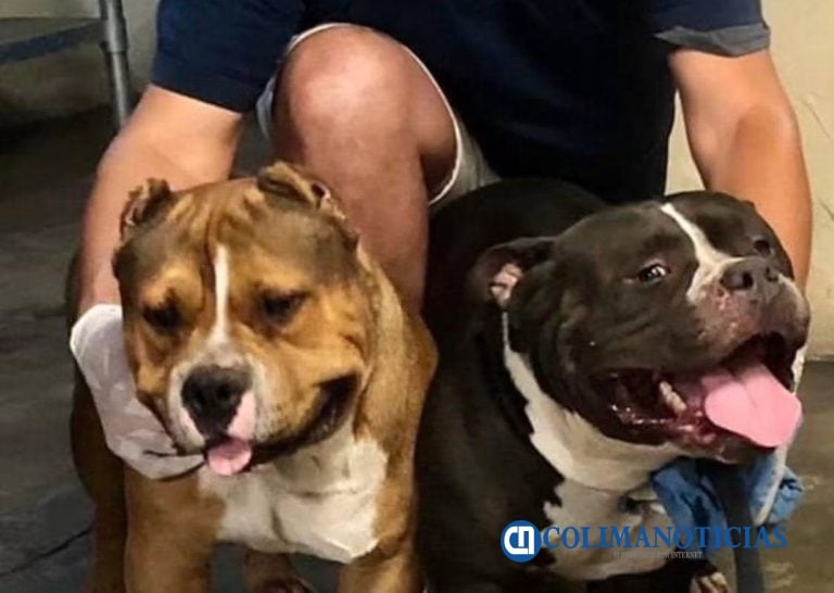 Cruzas indiscriminadas de perros pueden generar animales con temperamento impredecible: Carlos Doria