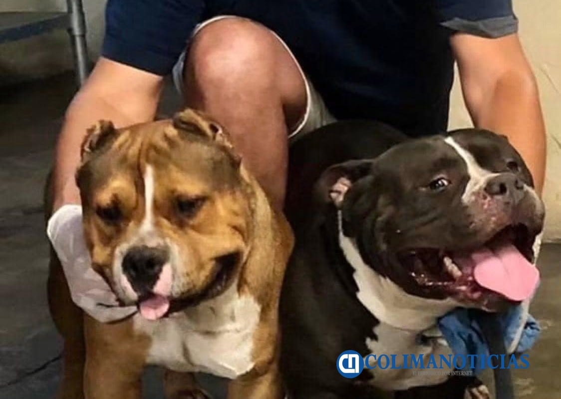 Perros