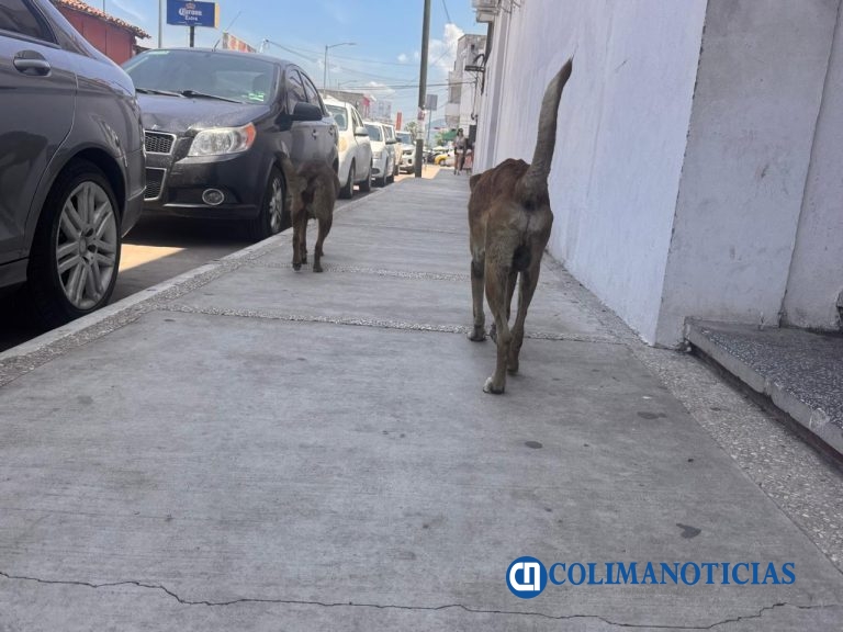Rescatistas de Tecomán piden mayor apoyo para esterilizaciones y atender la problemática de perros en situación de calle