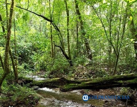 Reserva de la Biósfera Sierra de Manantlán