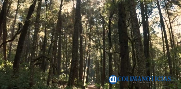 Empresariado proyecta desarrollo turístico de cabañas y tirolesa en Reserva de la Biosfera Sierra de Manantlán