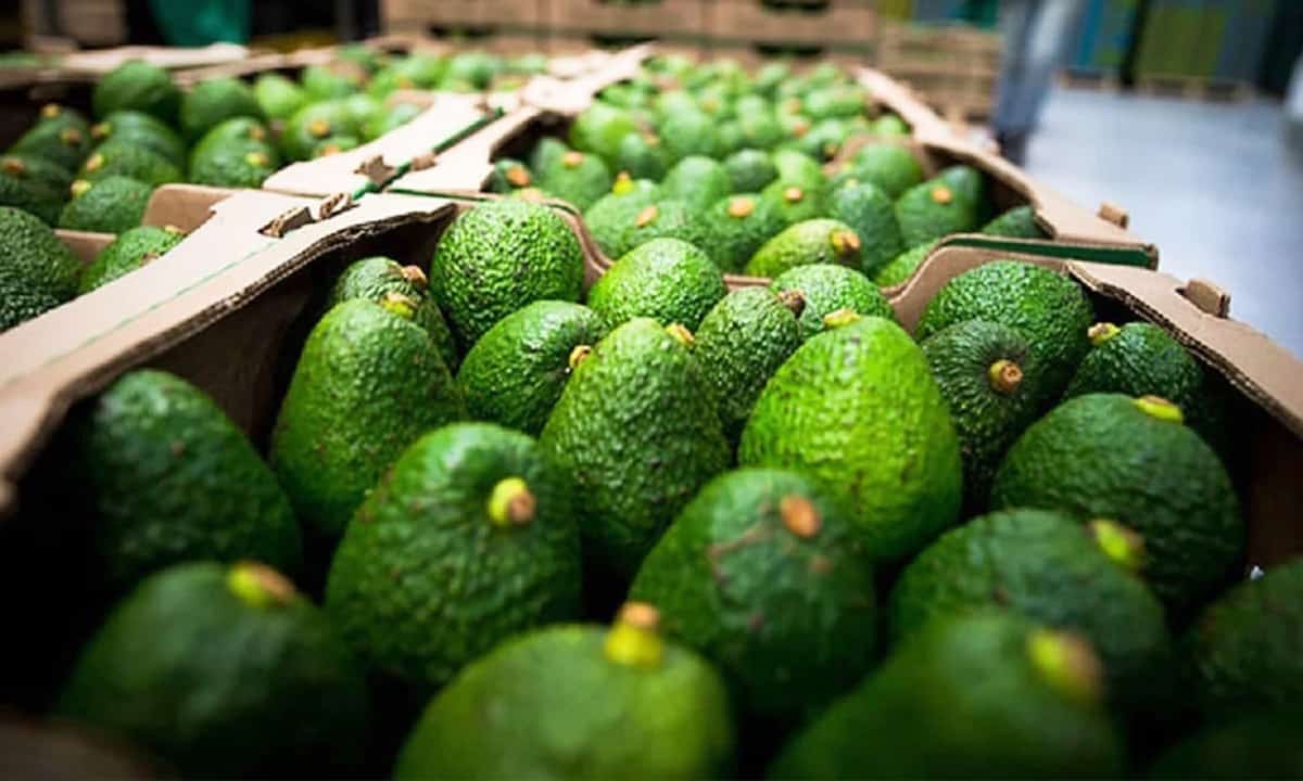 Aguacate-michoacano