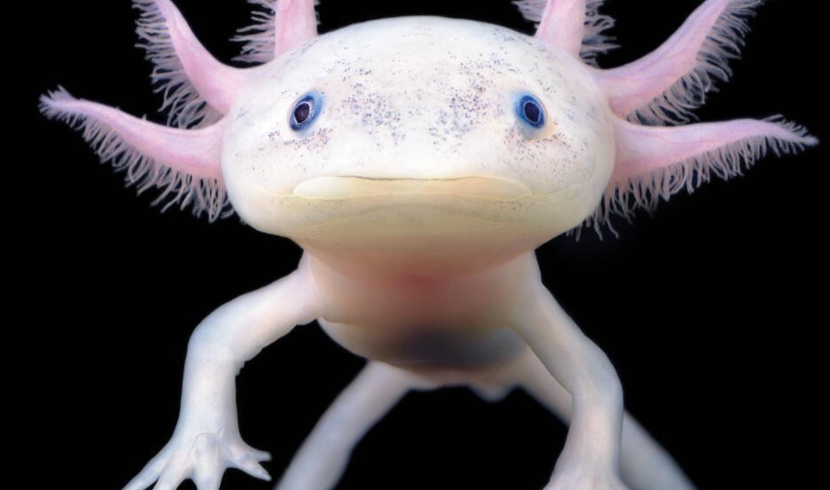 Ajolote